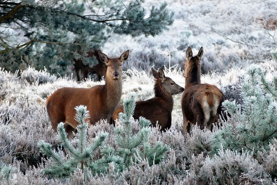 Rotwild im Winterwald